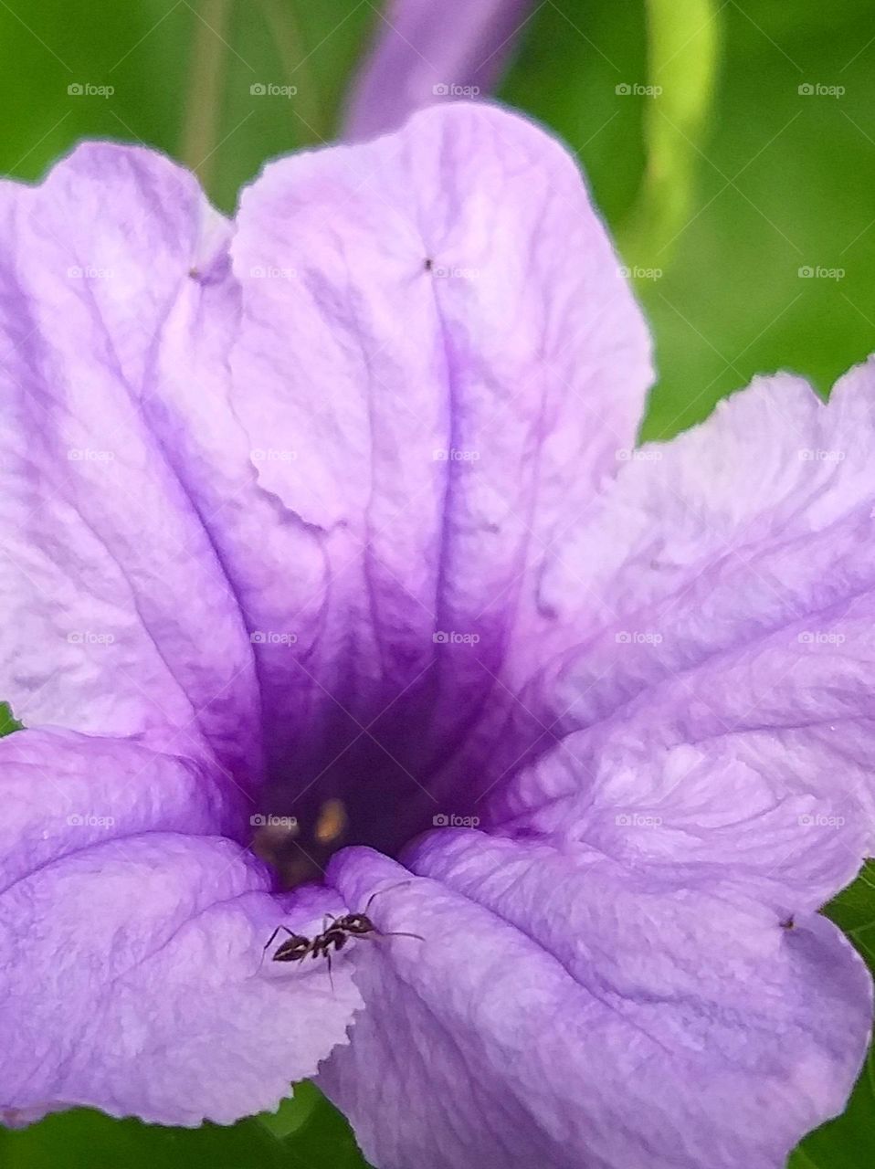 ant at flower