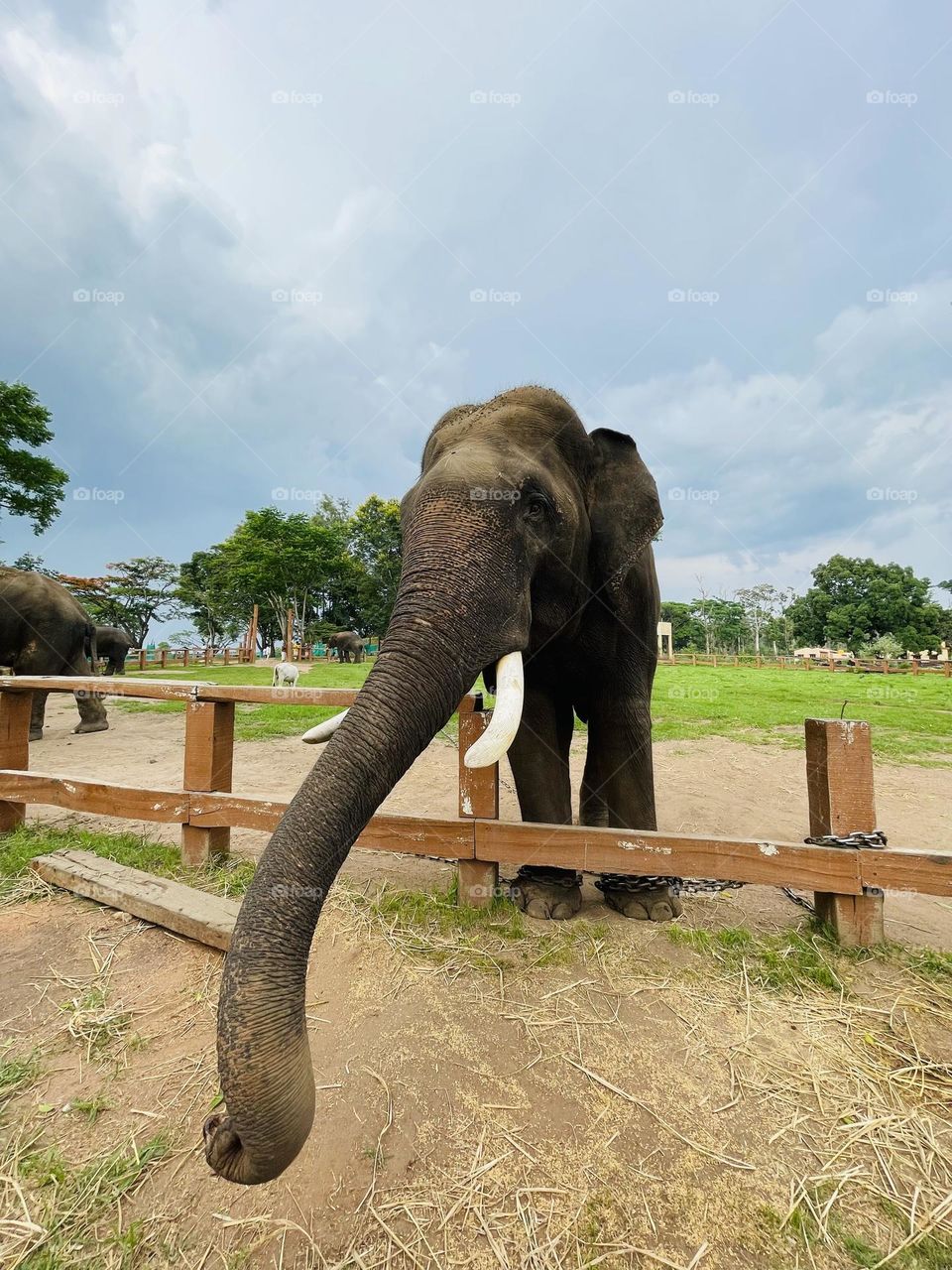 Trunk raised, a symbol of strength and wisdom.