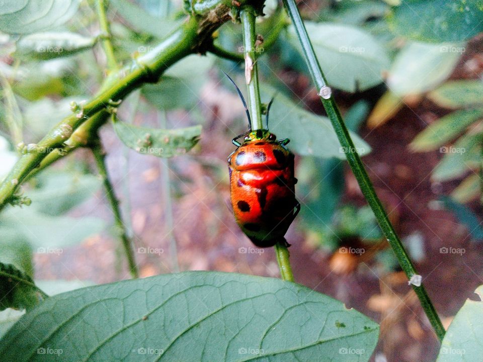 Insects with beautiful colors