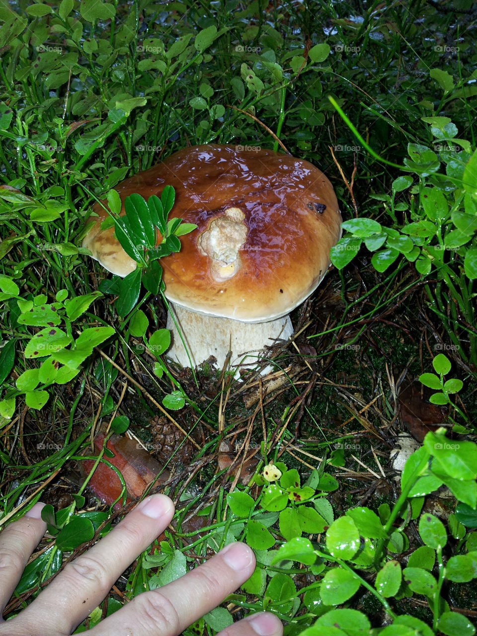 fungus