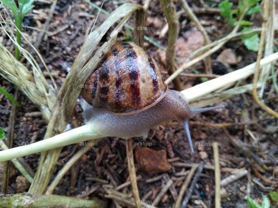 Snail