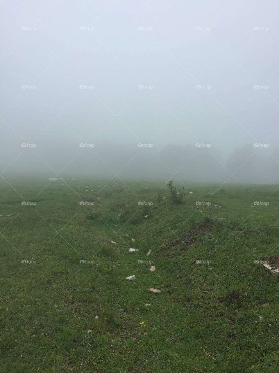 Misty Morning Field 