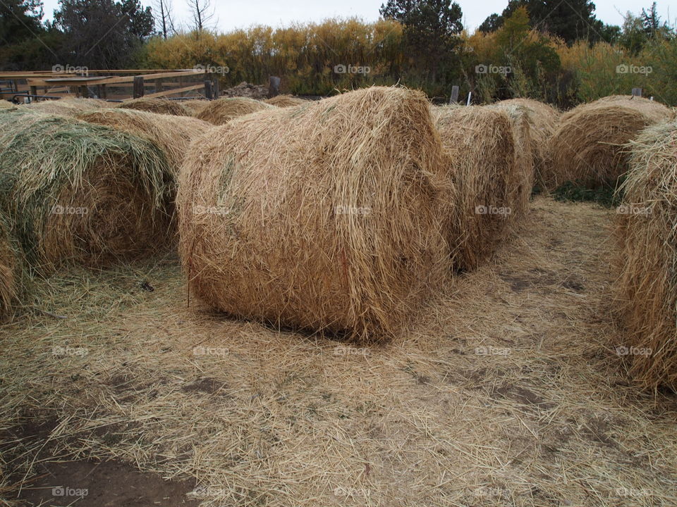 Large hay rolls border a maze during the fall season at a pumpkin patch.