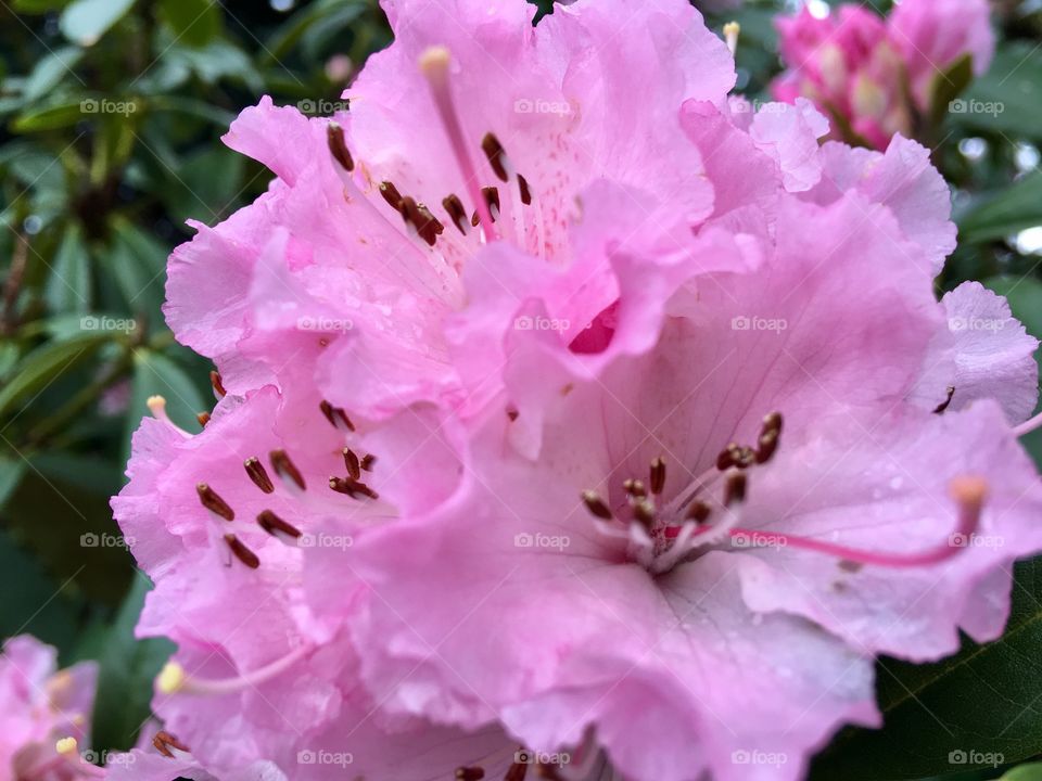 Pink blossom 