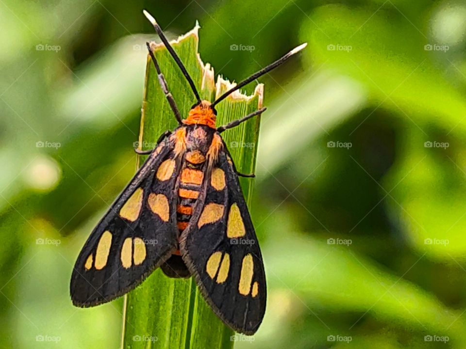 a brush footed butterfly perching on a leaf