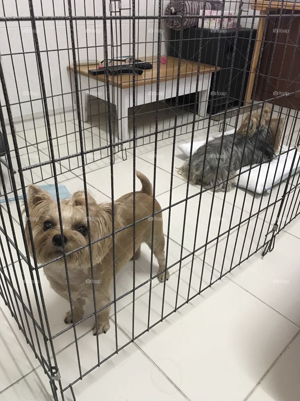 My dogs are in the cage.