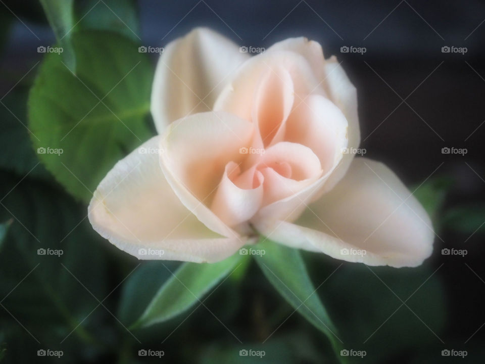 Pale rose. 