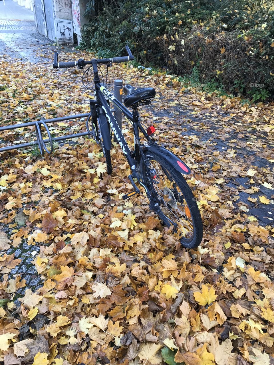 Foliage and the bile