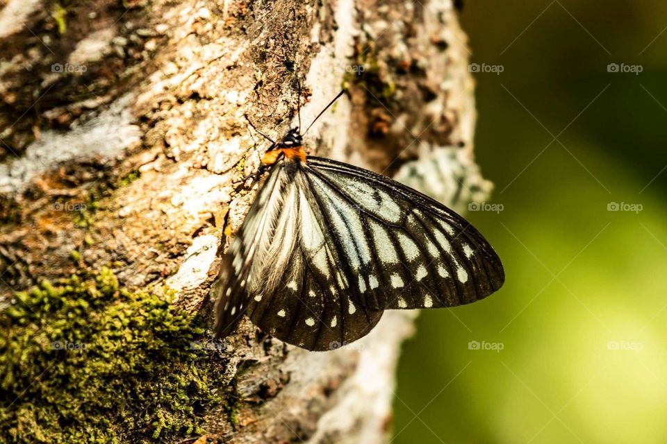 Beautiful and cute butterfly