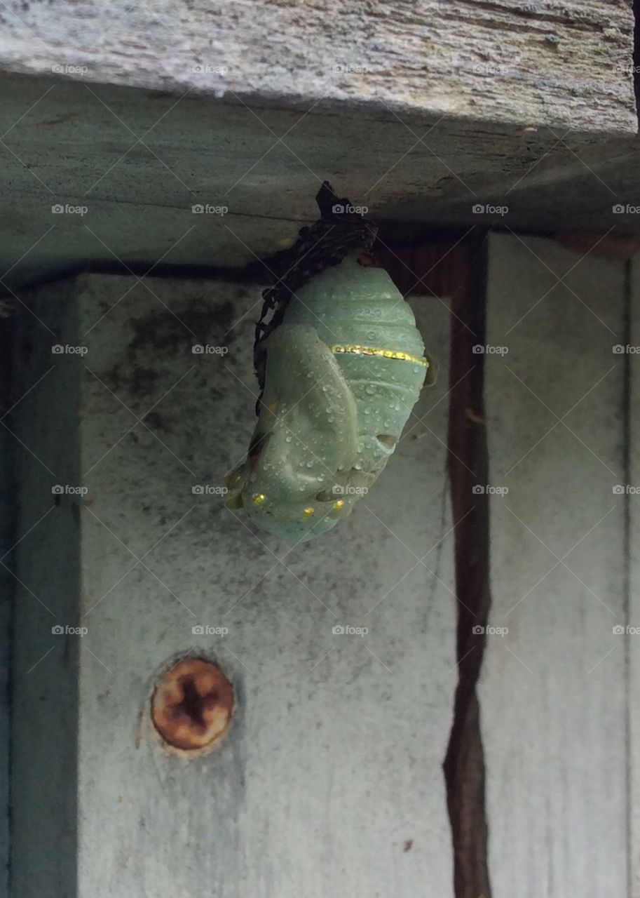 Monarch Chrysalis 