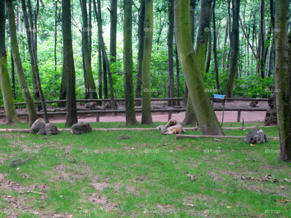 Wood, Nature, Landscape, Tree, Park