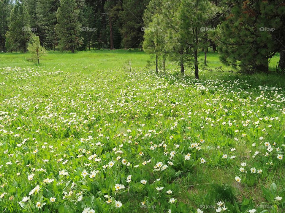 Bright white wildflowers grow amongst the pine trees in a green field on a mountain on a spring day. 