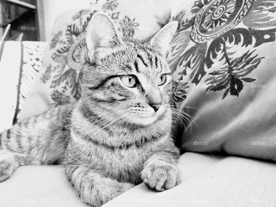 Timeless black and white photo of a young tabby cat looking away