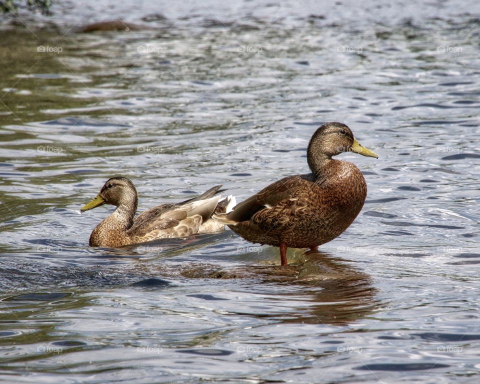 Mallard watch