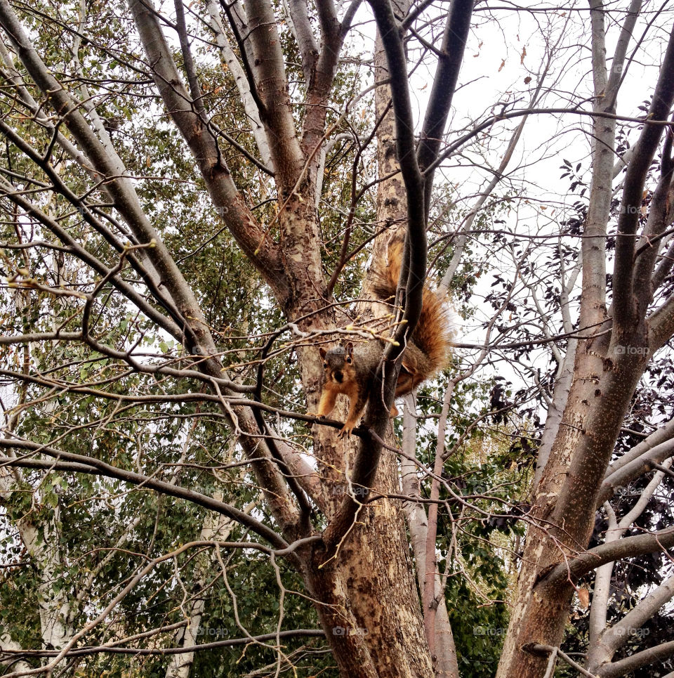 nature tree fall squirrel by stykellee