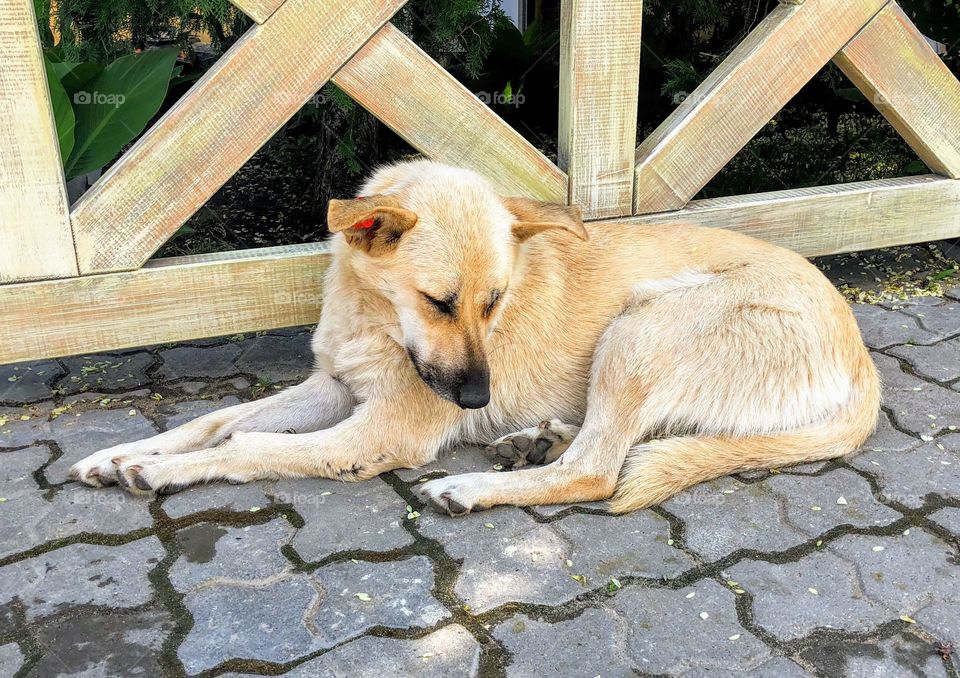 Lonely homeless beige dog falling asleep on the street tiles next to the wooden fence 