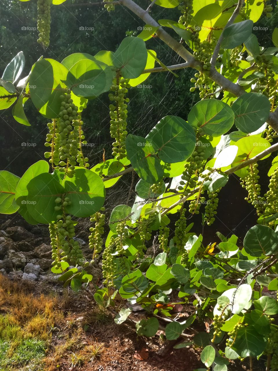 spider webs and sea grapes