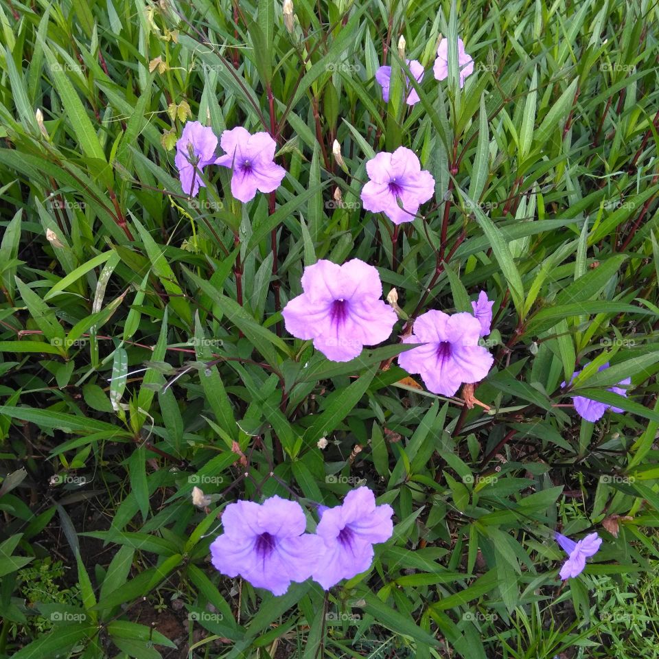 Purple flower on the park