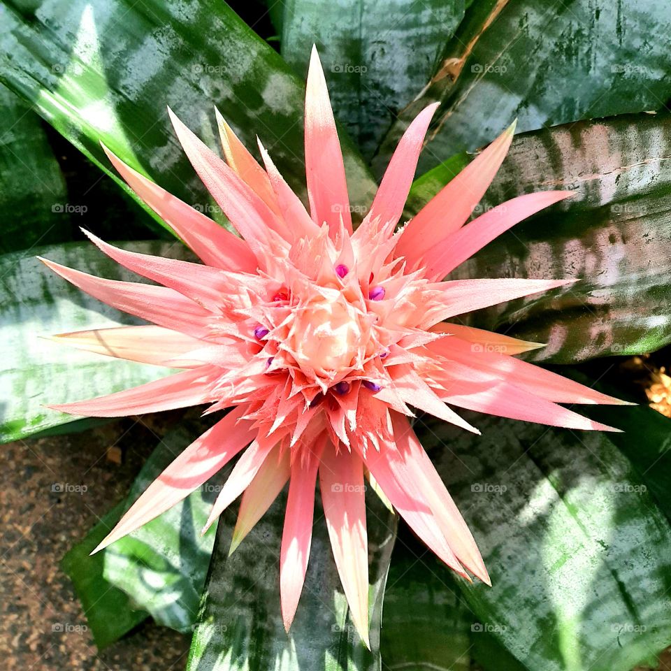 Aechmea fasciata
