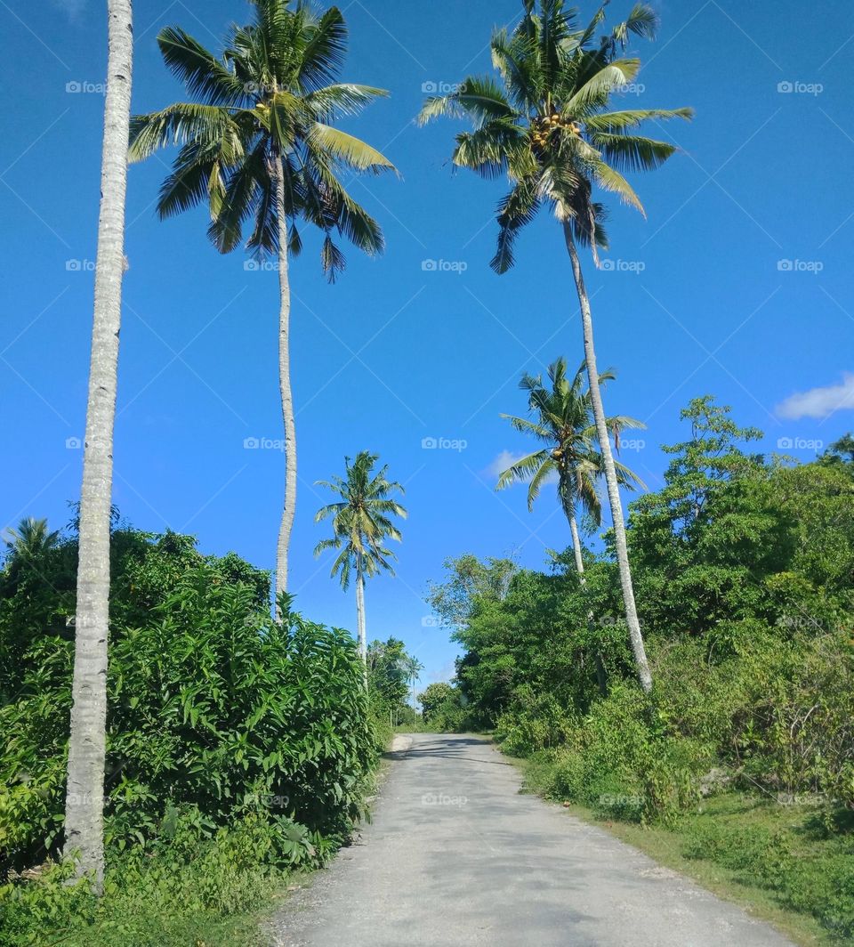 Road up to Baucau on a day with clear blue sky (no filter) coconut trees and lush green by the road