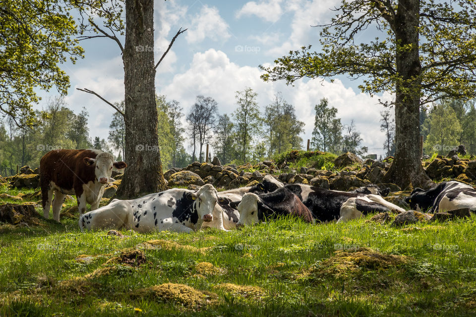 Summertime, cows are enjoying the green pasture and being outdoors around the clock 