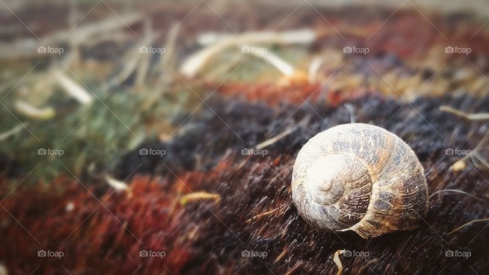 Abandoned Snail Shell