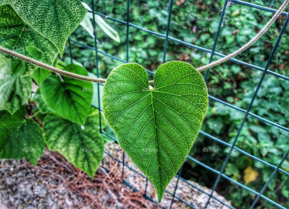 Leaf like heart !