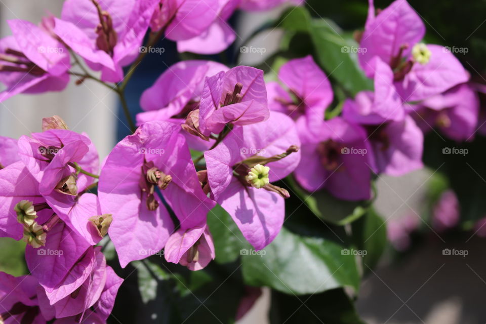 purple flowers on Cres