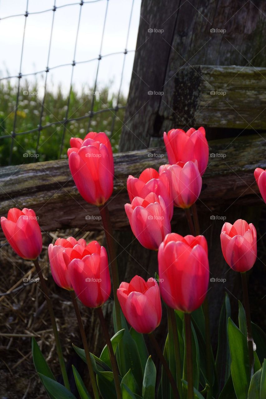 Close-up of a pink tulip