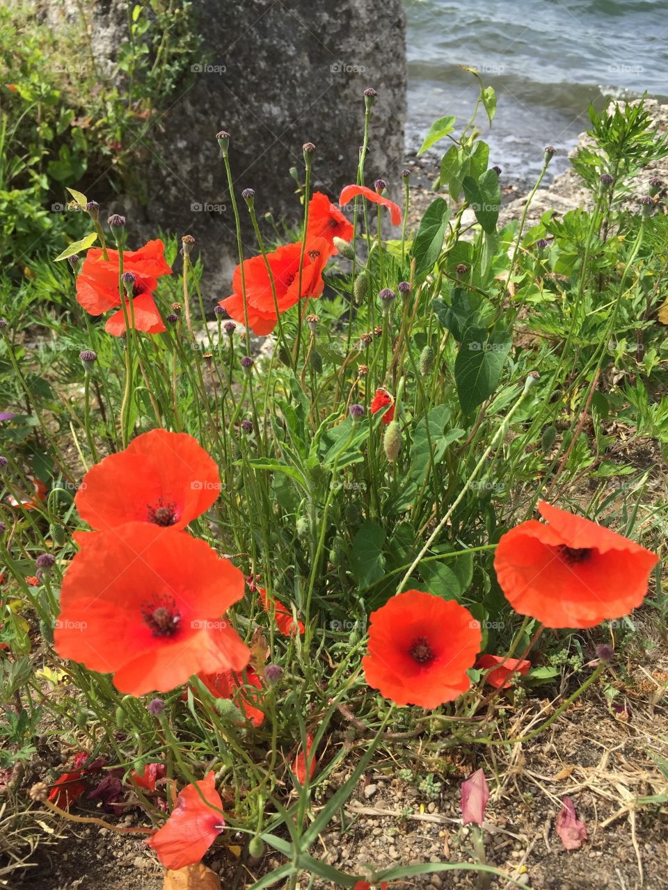 Red poppy flower in bloom