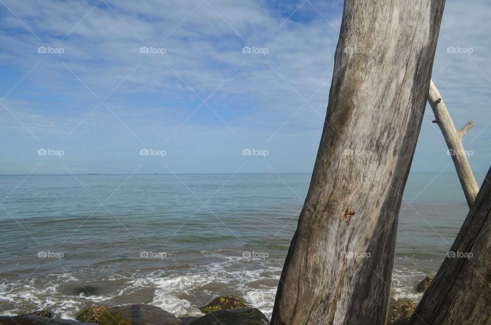 behind the beach wood