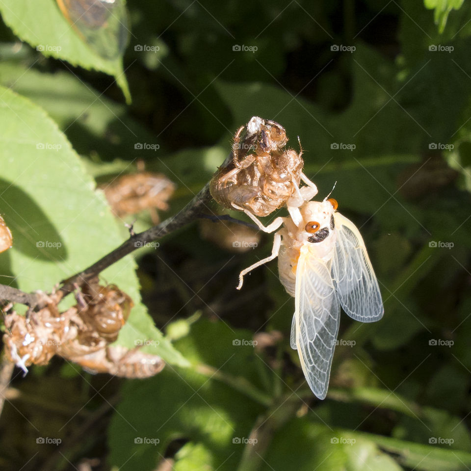 Seventeen Year Cicada newly emerged adult drying its wings 