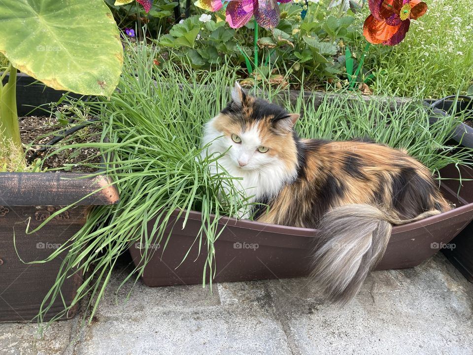 Fluffy calico cat in sunny garden 