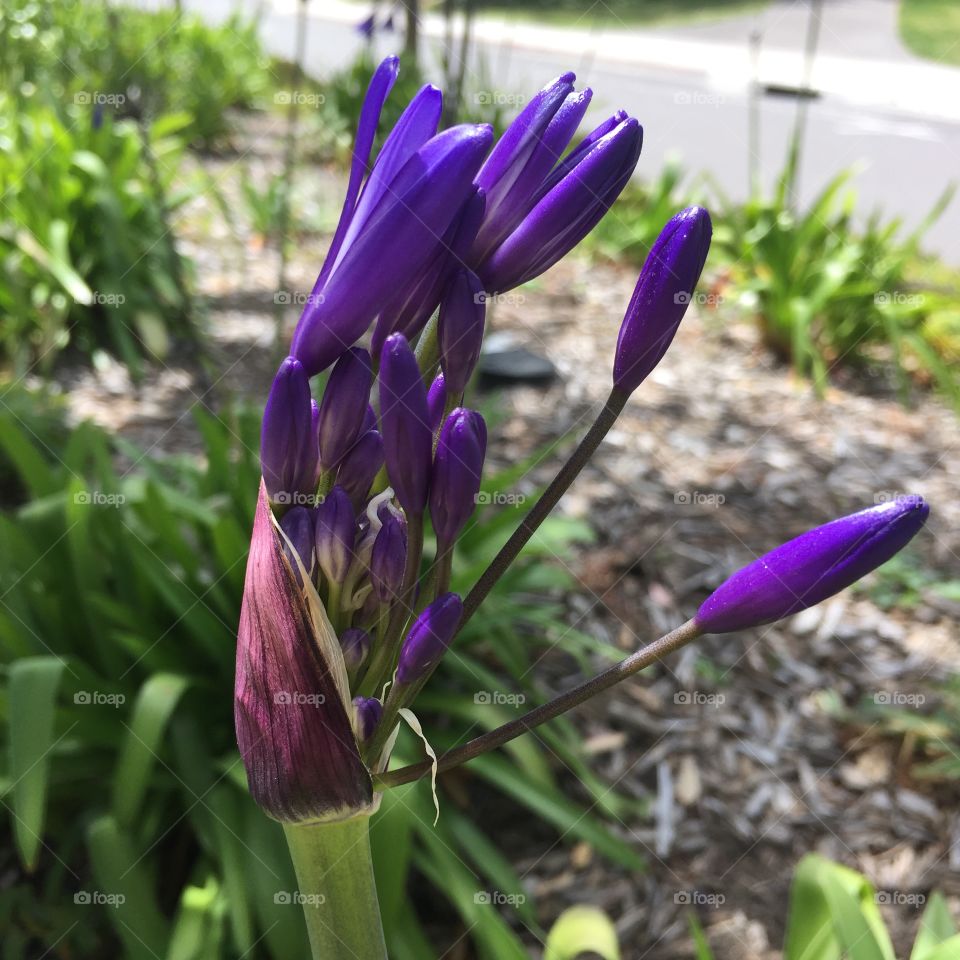 Beginning of a Dream. Lily-of-the-Nile, cultivar "Graskop." 