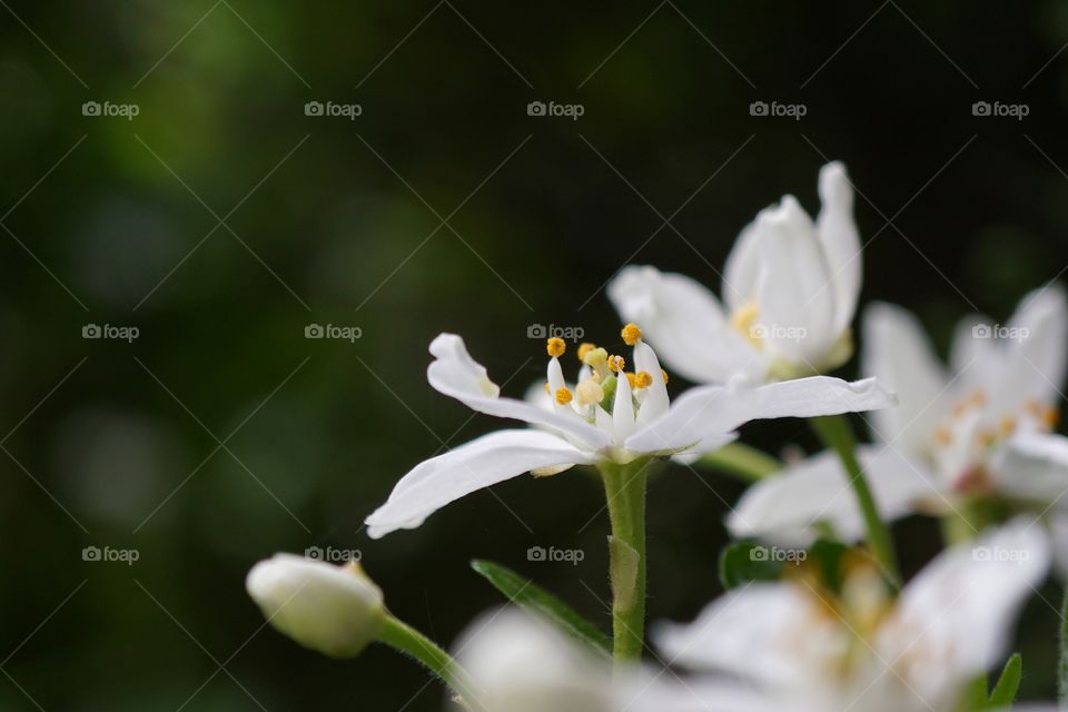 Focus Mission ...this particular white flower caught my eye ... standing so tall in my garden 