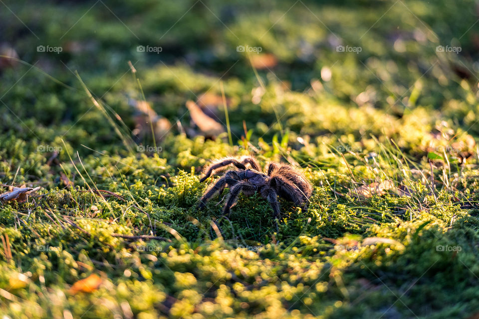 tarantula walking outdoors