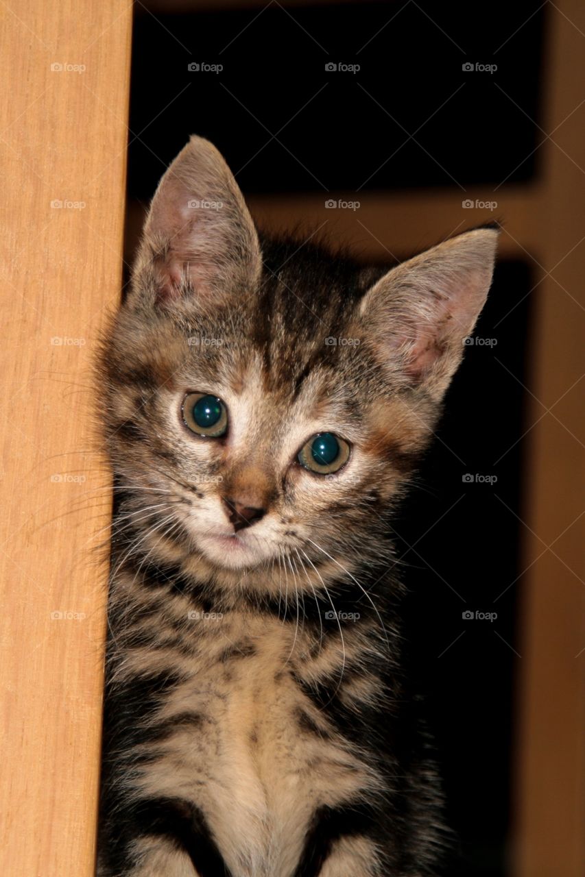 Little grey curious baby kitten