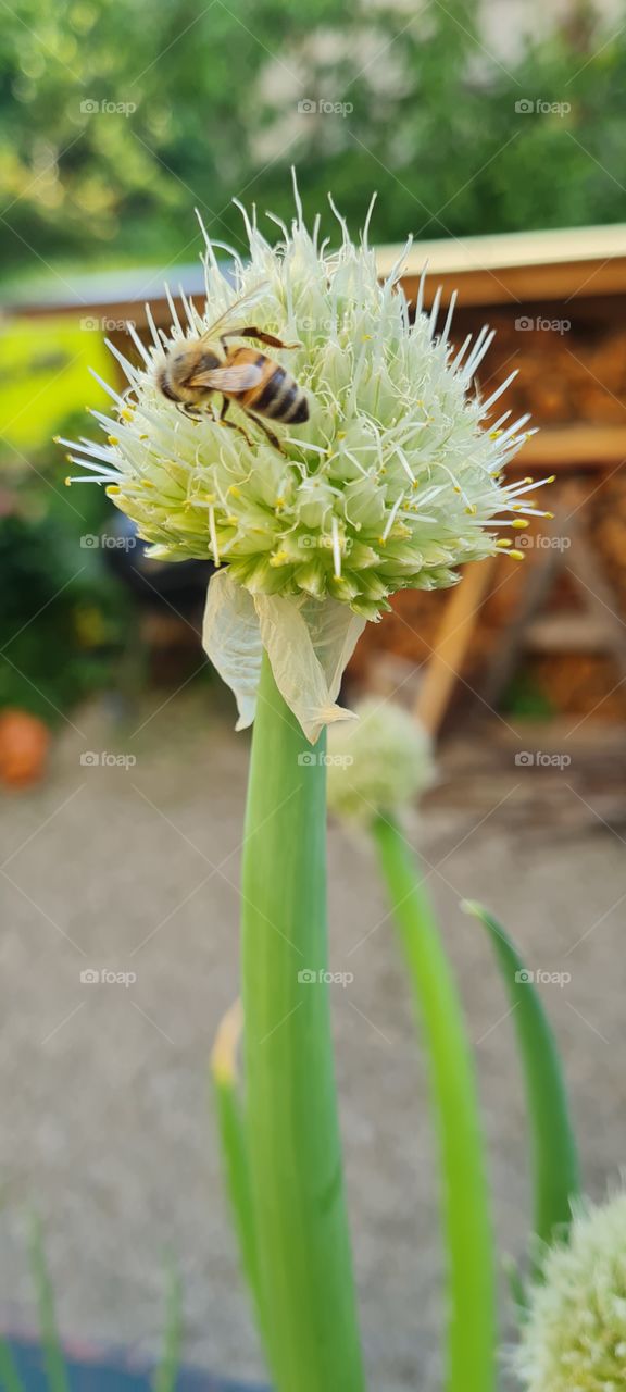 Bee on leek flower