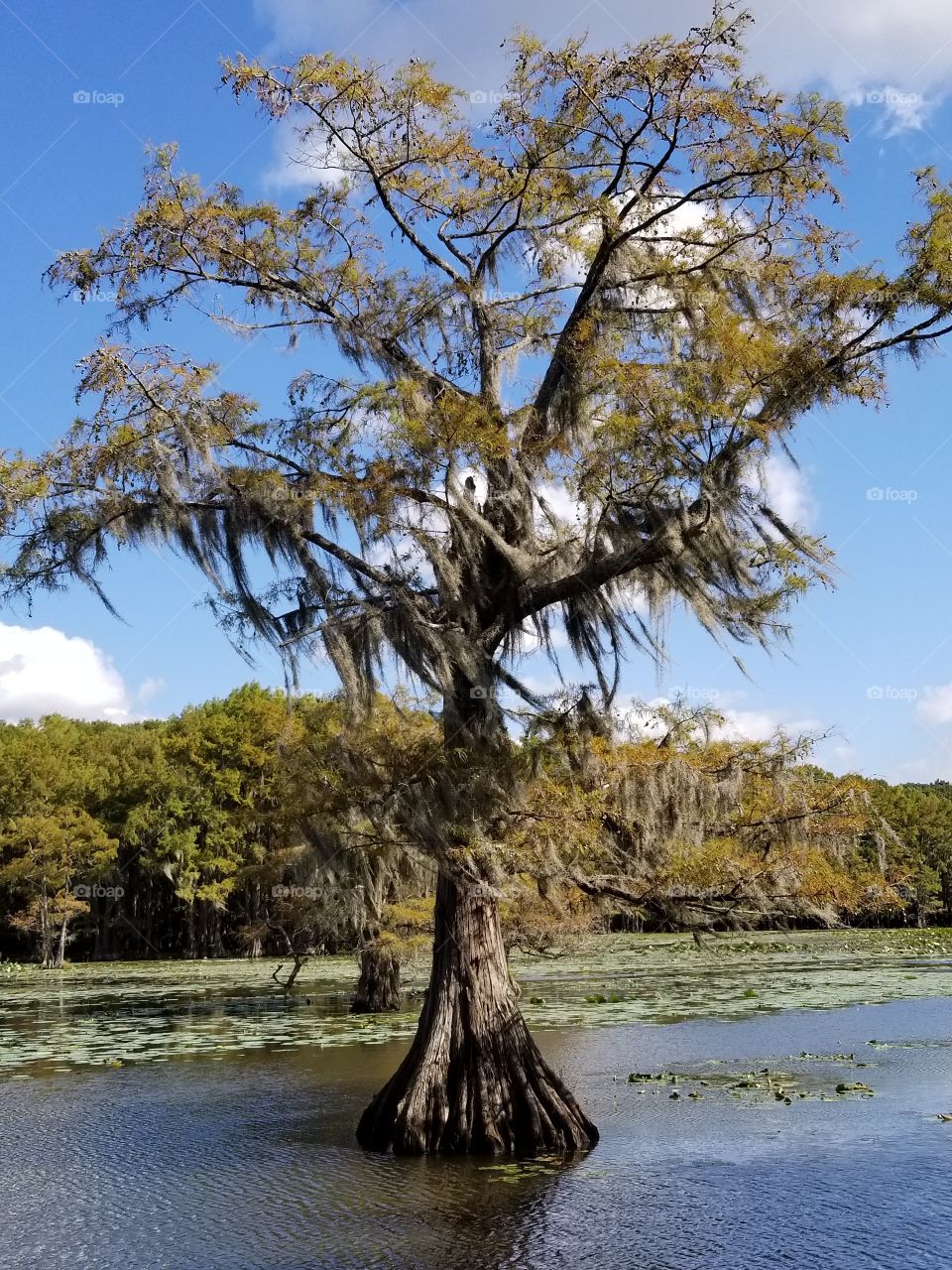 Caddo Lake Cypress Tree. Spanish Moss Blowing in Wind.