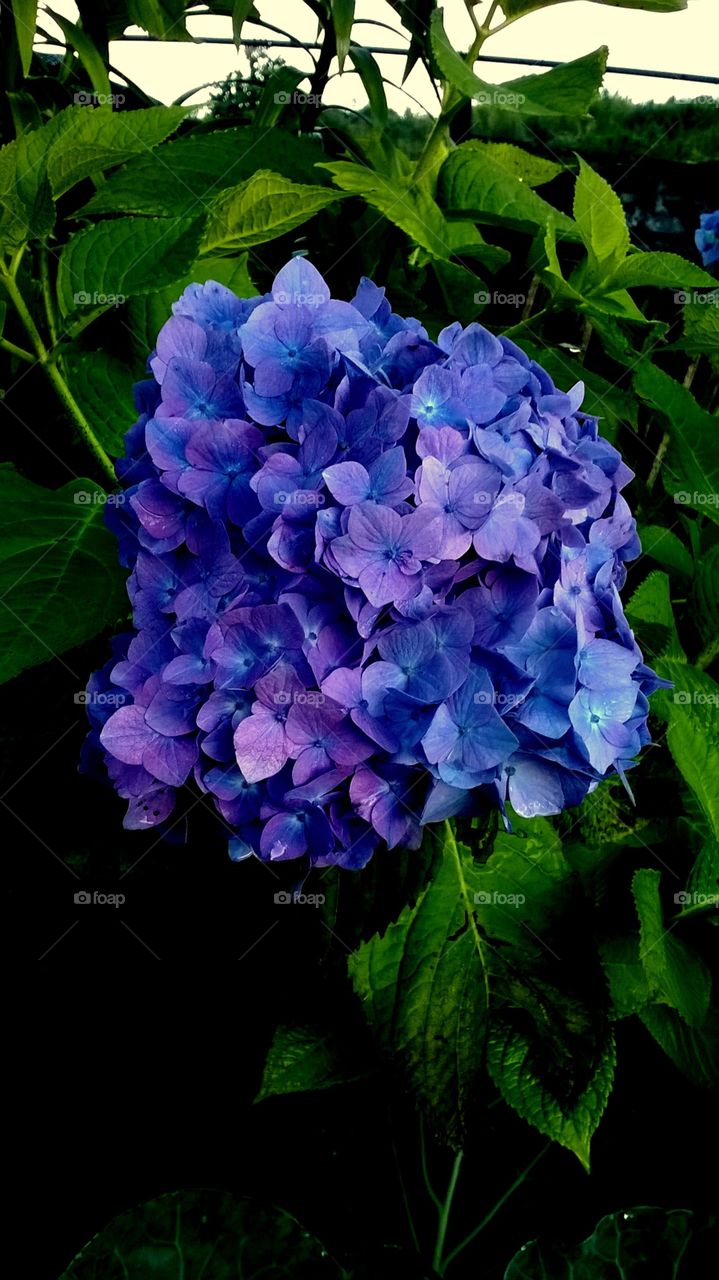 blue flowers