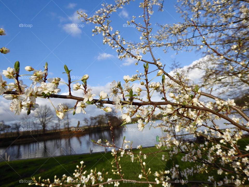 First signs of spring - wild plum blossom 