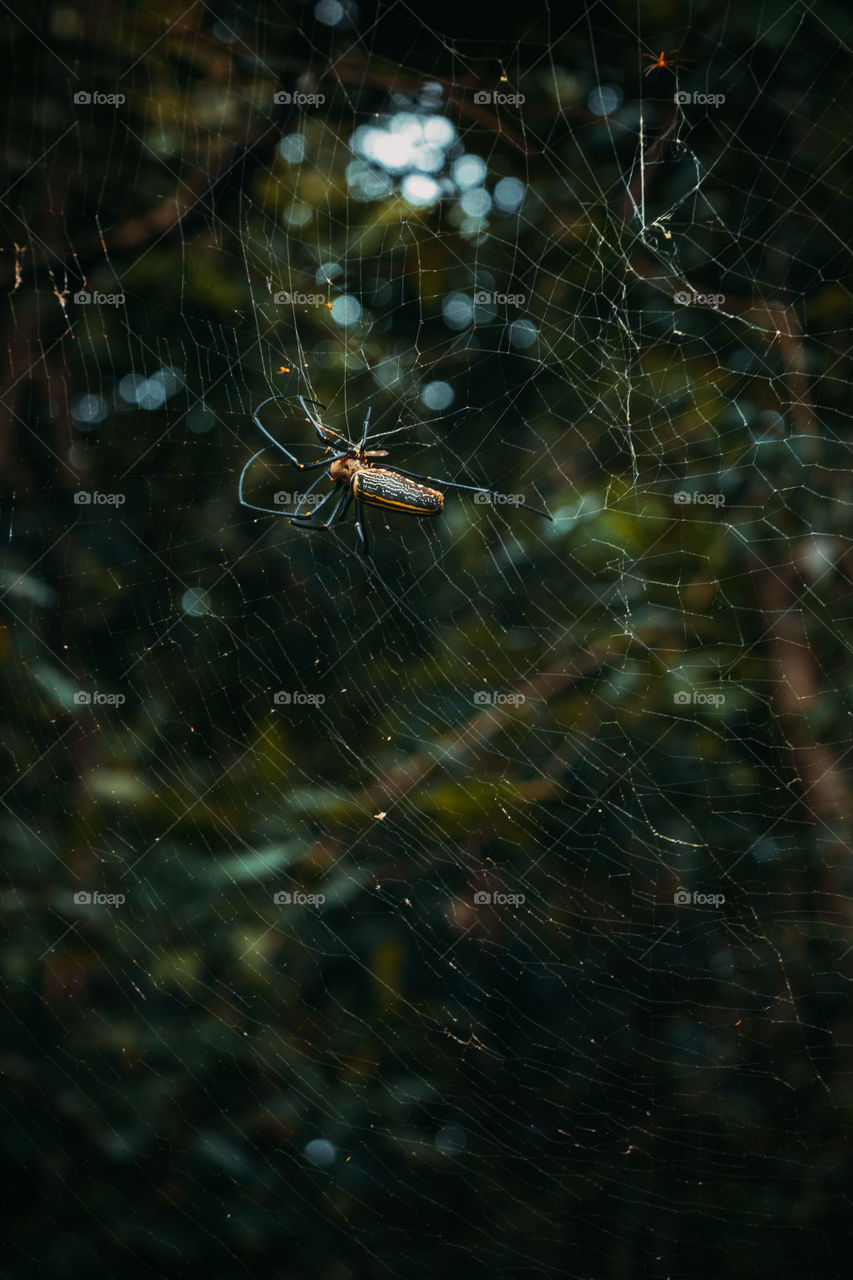 Giant spider of nefil