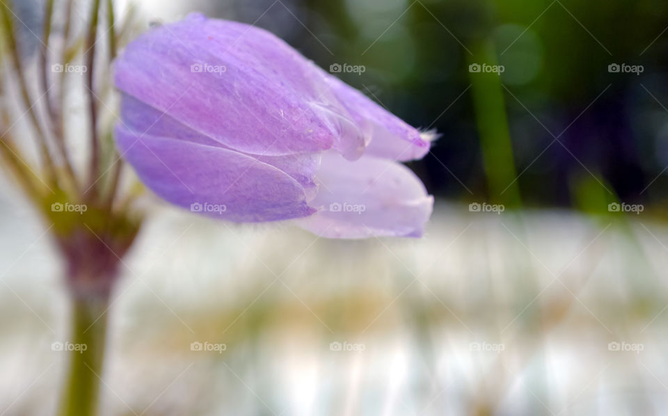 Wild Alpine Cutleaf Anemone, found in the Canadian alRocky Mountains Rockies in May, one of the first flowers of Spring 