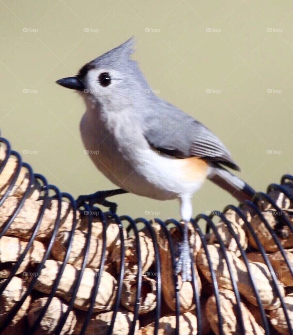 Tufted Titmouse getting ready to grab some nuts!