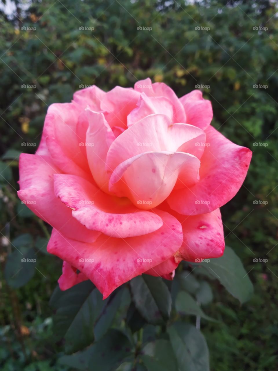 just rose