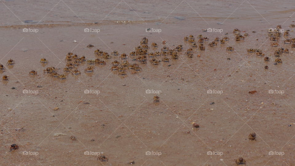 a lot of crabs in egypt