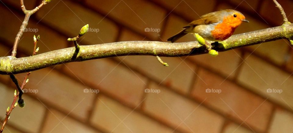 robin on a branch