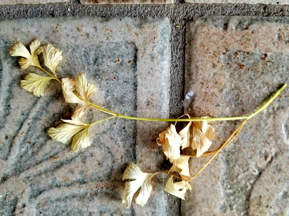 drying parsley on