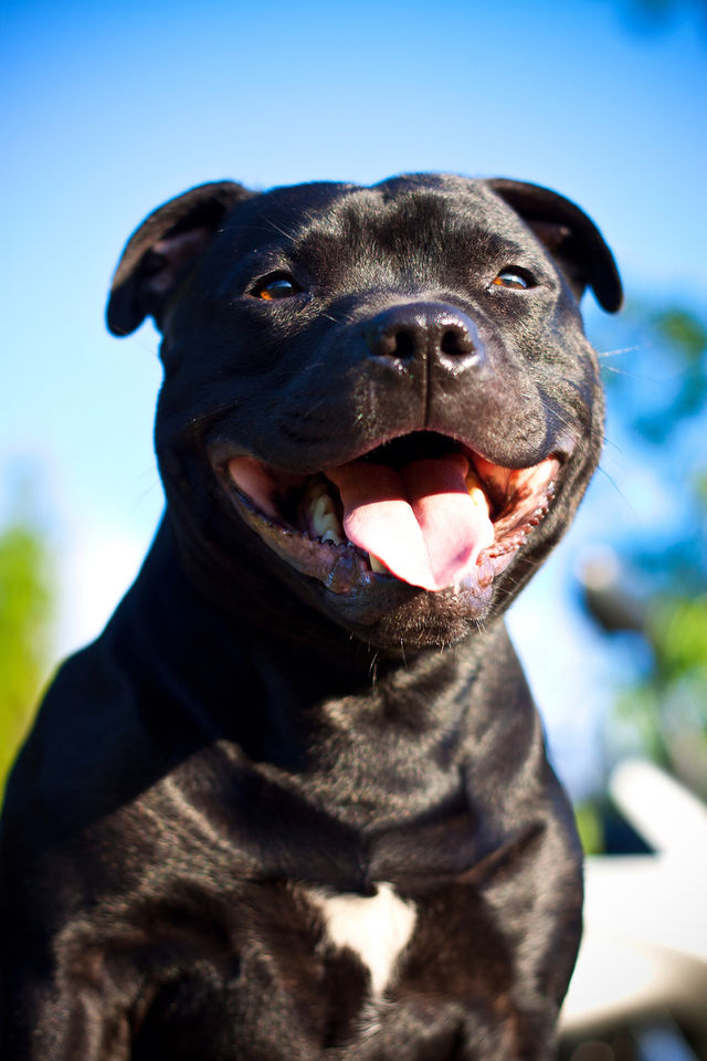 smile dog djur pet by jesseninja