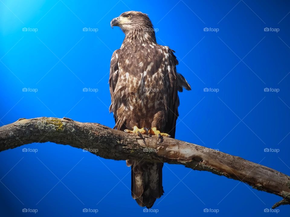 Adolescent bald Eagle sun bathing 